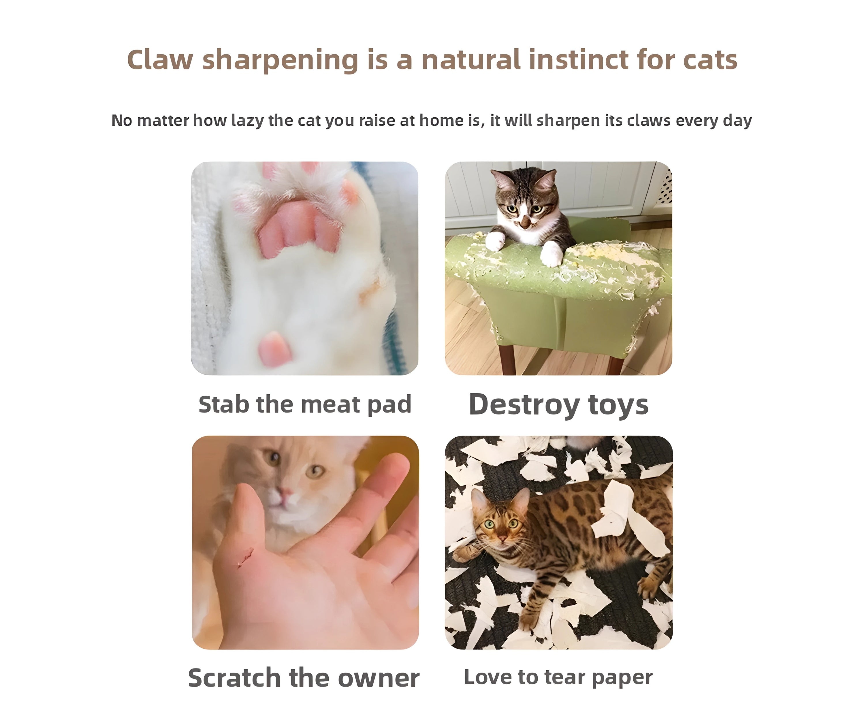 ZENPAWS ORGAN BOARD - Organ Cat Scratching Board